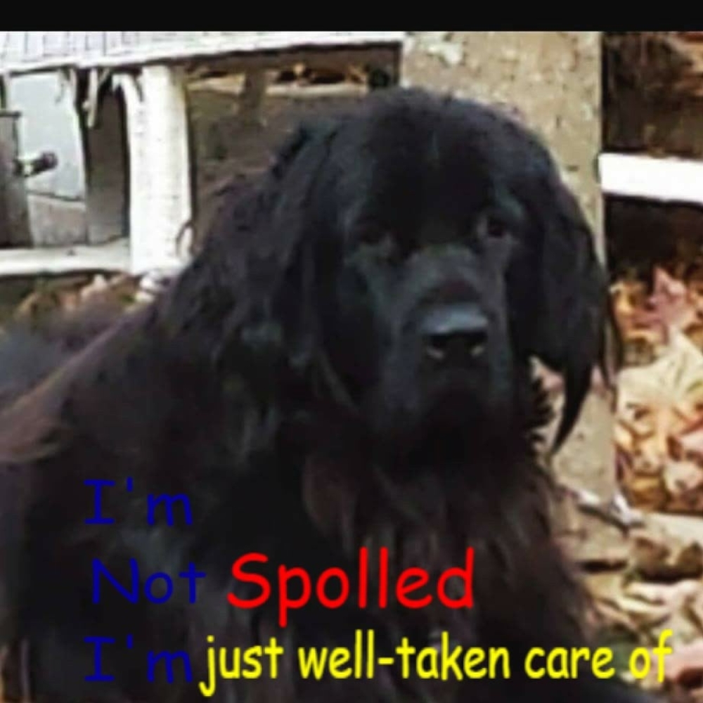 Meet your Posher, Arlene